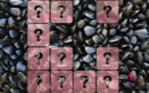 Clam Memory Match Puzzle