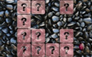 Clam Memory Match Sliding Puzzle